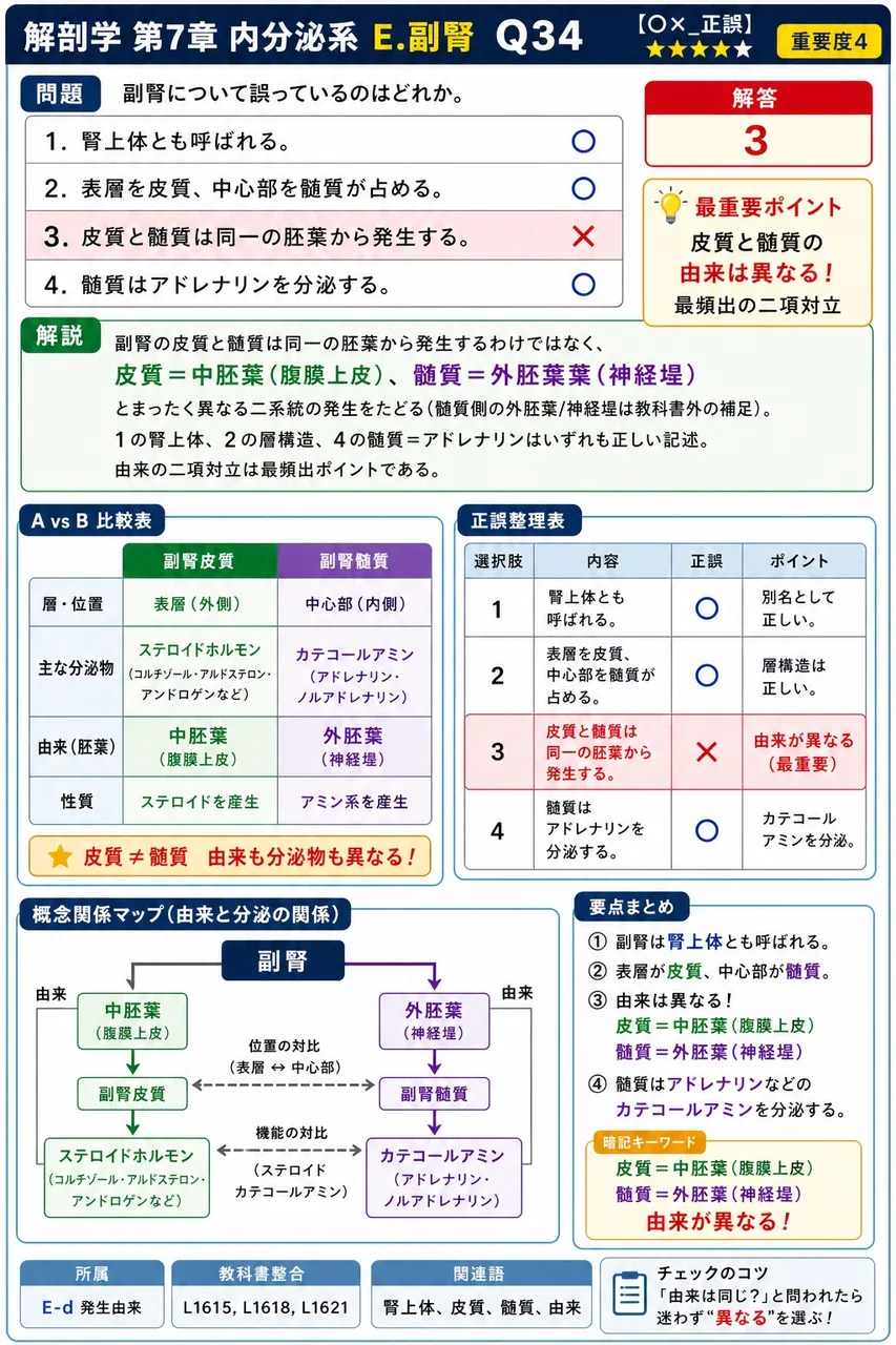 副腎について誤っているのはどれか。 解説図