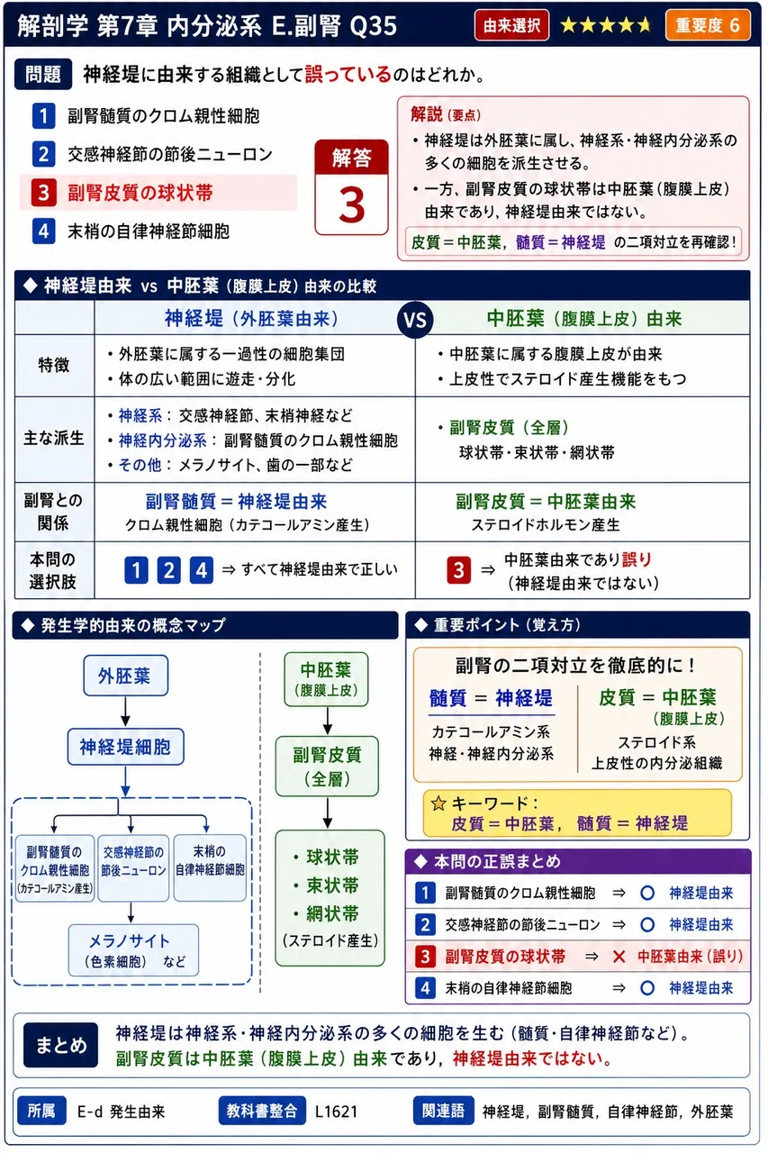 神経堤に由来する組織として誤っているのはどれか。 解説図
