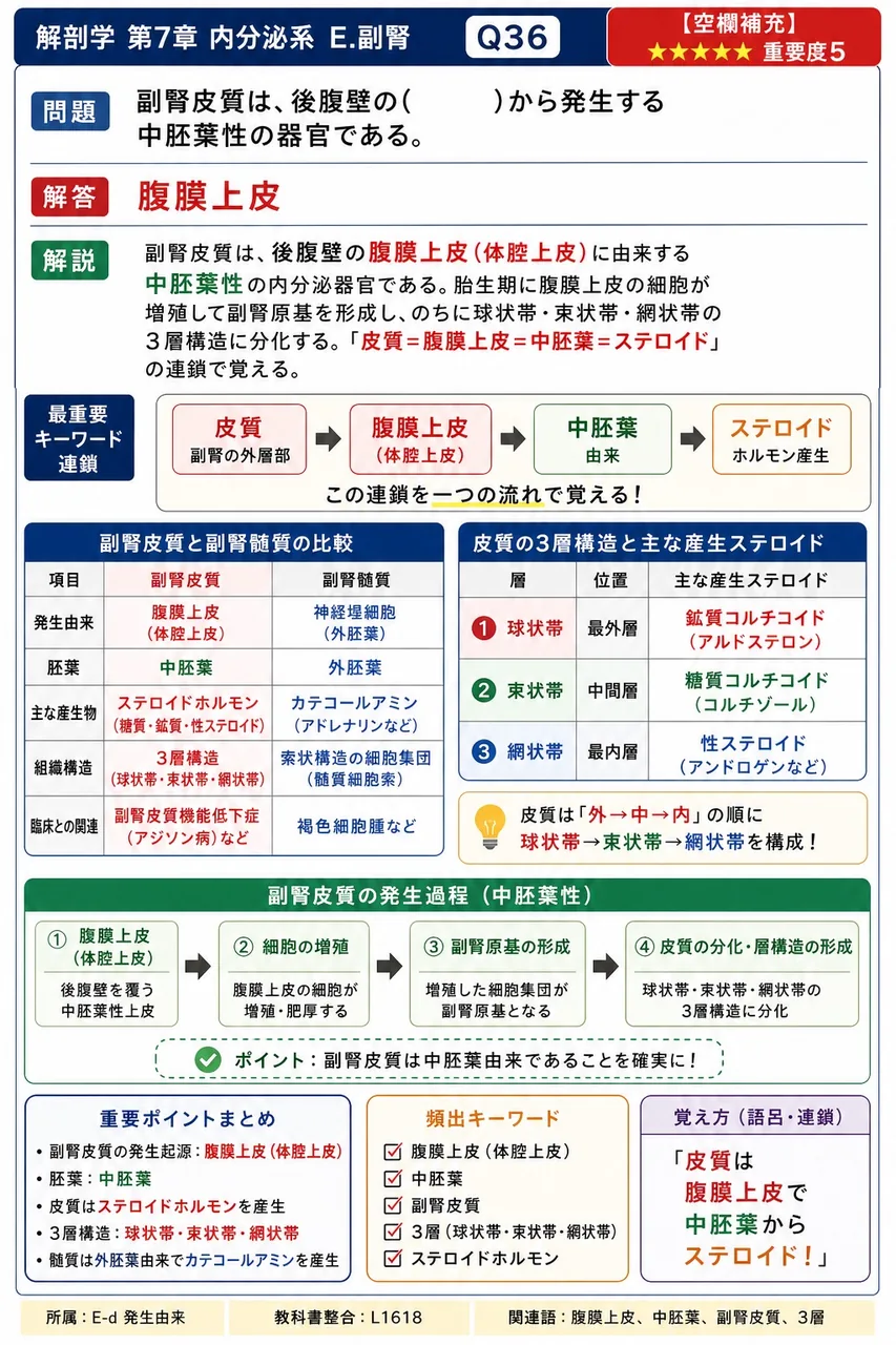 副腎皮質は、後腹壁の( )から発生する中胚葉性の器官である。 解説図