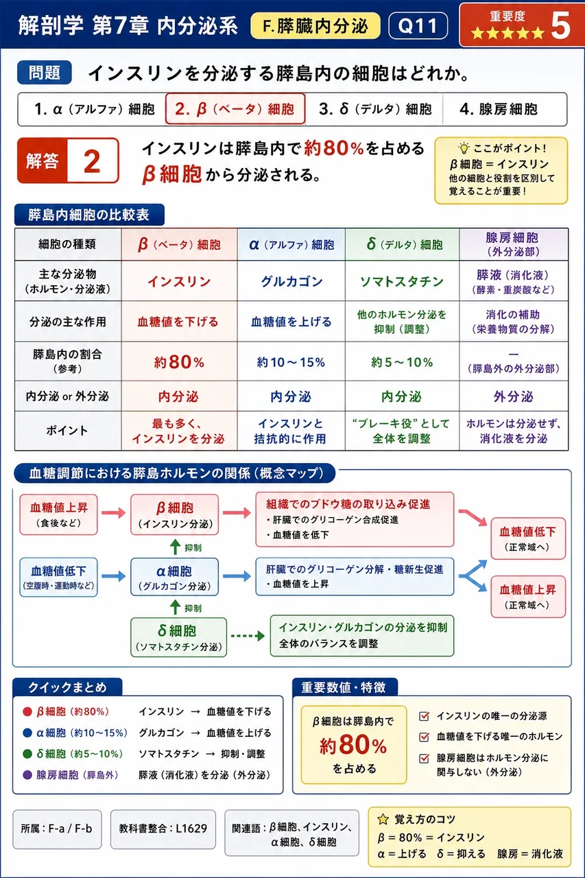 インスリンを分泌する膵島内の細胞はどれか。 解説図