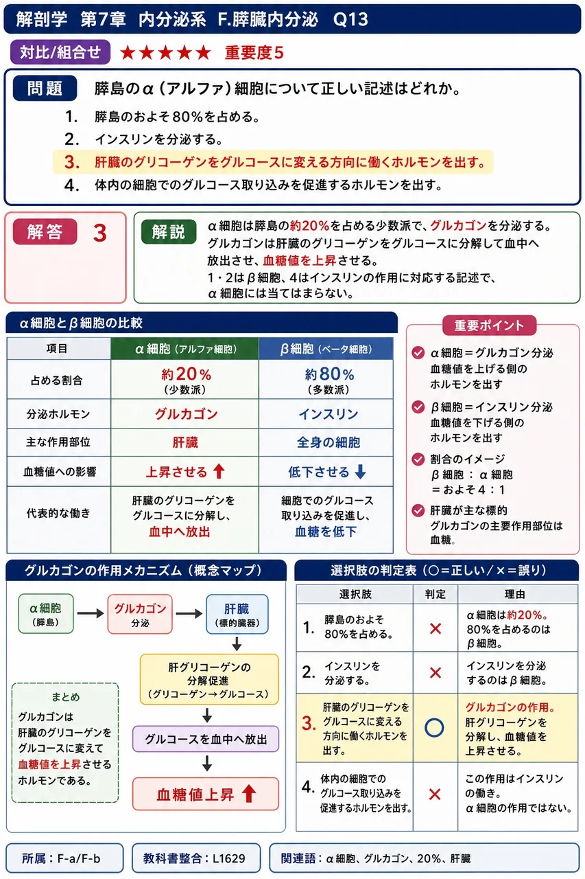 膵島のα(アルファ)細胞について正しい記述はどれか。 解説図