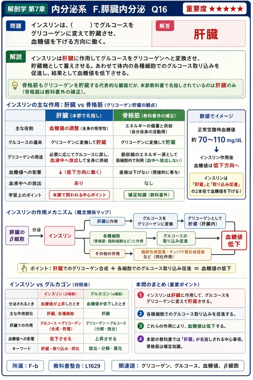 インスリンは、（ ）でグルコースをグリコーゲンに変えて貯蔵させ、血糖値を下げる方向に働く。 解説図