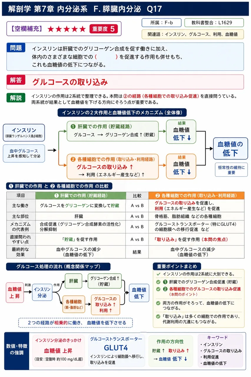 インスリンは肝臓でのグリコーゲン合成を促す働きに加え、体内のさまざまな細胞での（ ）を促進する作用も併せもち、これも血糖値の低下につながる。 解説図