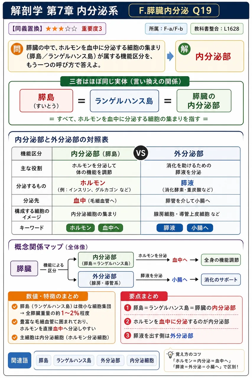 膵臓の中で、ホルモンを血中に分泌する細胞の集まり（膵島／ランゲルハンス島）が属する機能区分を、もう一つの呼び方で答えよ。 解説図