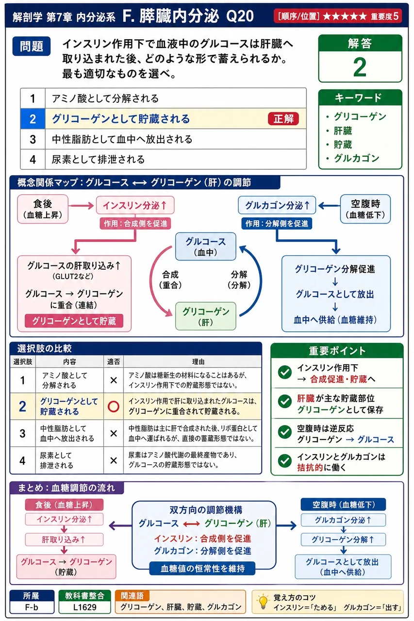 インスリン作用下で血液中のグルコースは肝臓へ取り込まれた後、どのような形で蓄えられるか。最も適切なものを選べ。 解説図