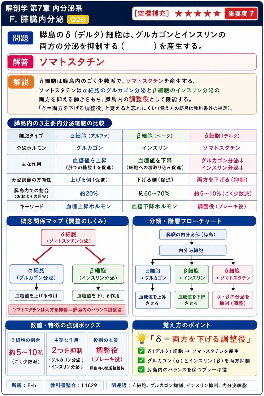 膵島のδ（デルタ）細胞は、グルカゴンとインスリンの両方の分泌を抑制する（ ）を産生する。 解説図
