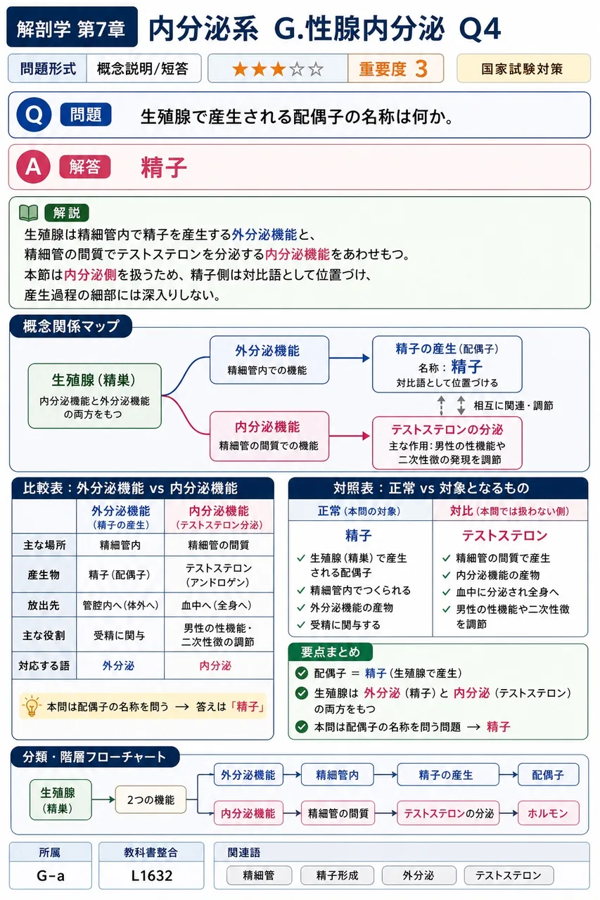 精巣で産生される配偶子の名称は何か。 解説図