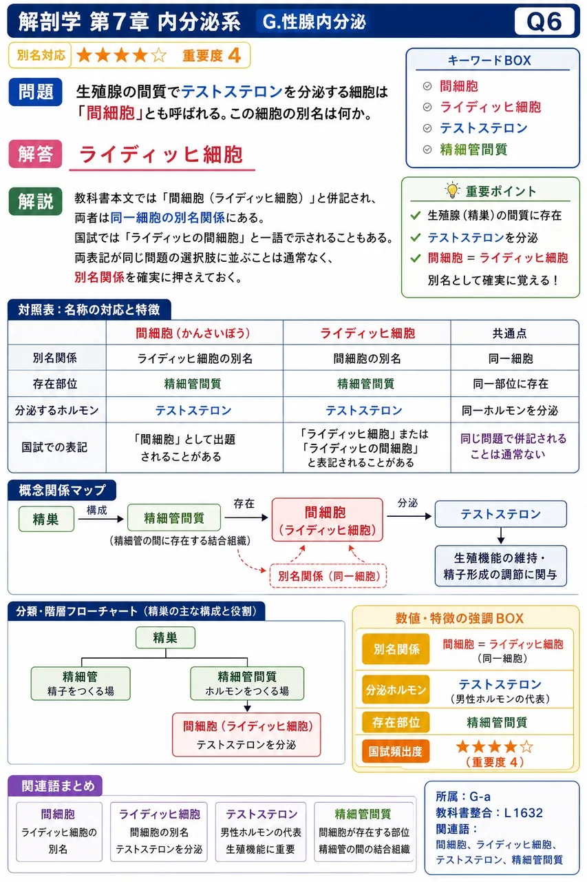 精巣の間質でテストステロンを分泌する細胞は「間細胞」とも呼ばれる。この細胞の別名は何か。 解説図