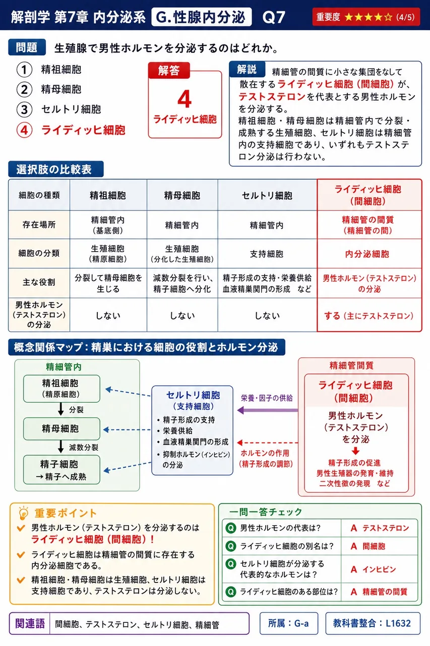 精巣で男性ホルモンを分泌するのはどれか。 解説図