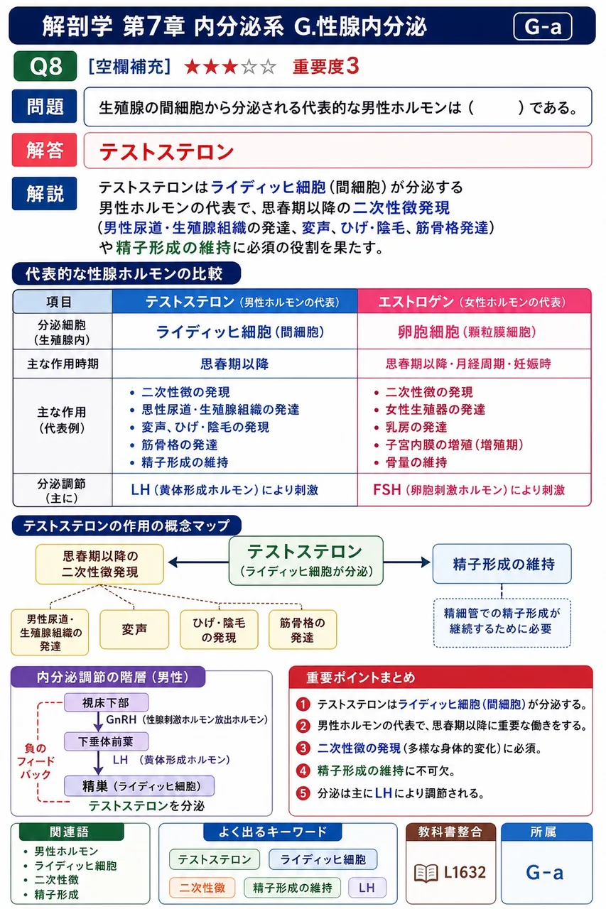 精巣の間細胞から分泌される代表的な男性ホルモンは（ ）である。 解説図