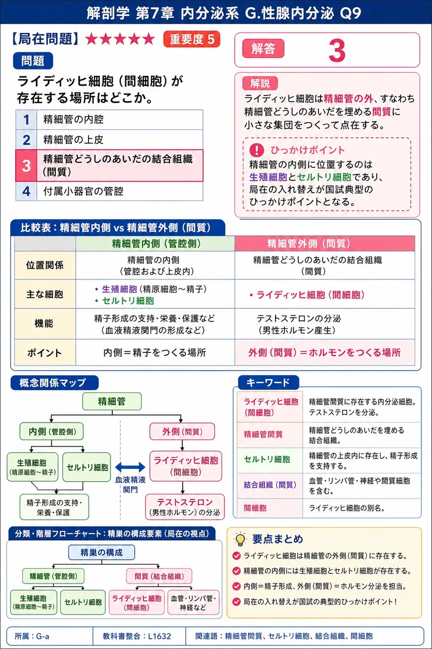 ライディッヒ細胞(間細胞)が存在する場所はどこか。 解説図