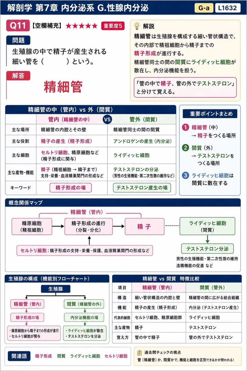 精巣の中で精子が産生される細い管を（ ）という。 解説図