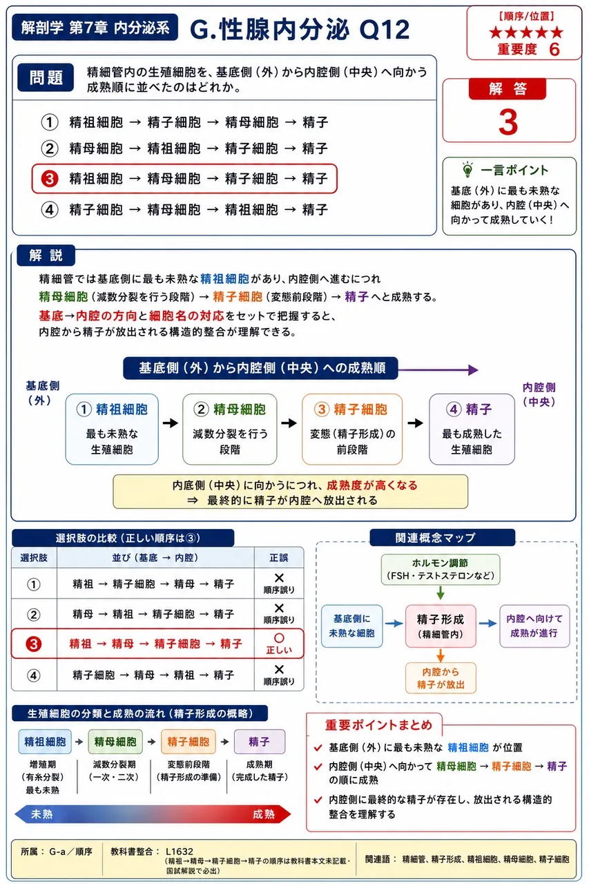 精細管内の生殖細胞を、基底側（外）から内腔側（中央）へ向かう成熟順に並べたのはどれか。 解説図