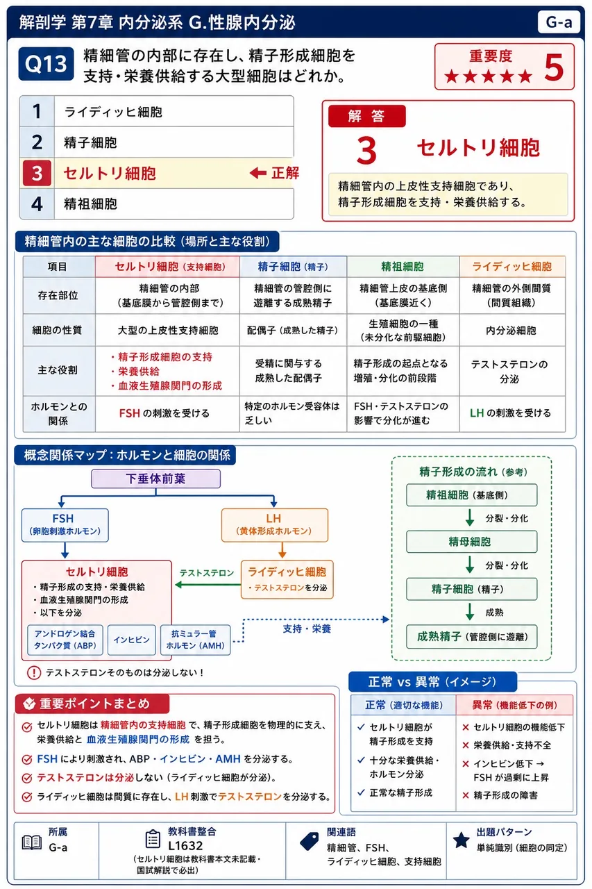 精細管の内部に存在し、精子形成細胞を支持・栄養供給する大型細胞はどれか。 解説図