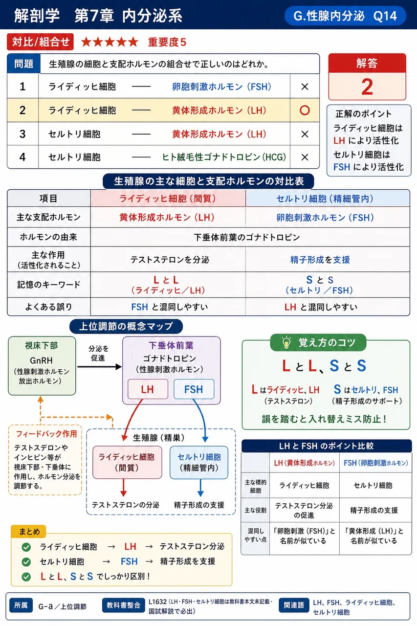 精巣の細胞と支配ホルモンの組合せで正しいのはどれか。 解説図