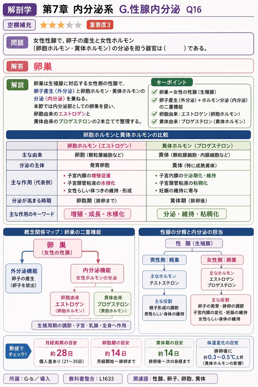 女性性腺で、卵子の産生と女性ホルモン（卵胞ホルモン・黄体ホルモン）の分泌を担う器官は（ ）である。 解説図