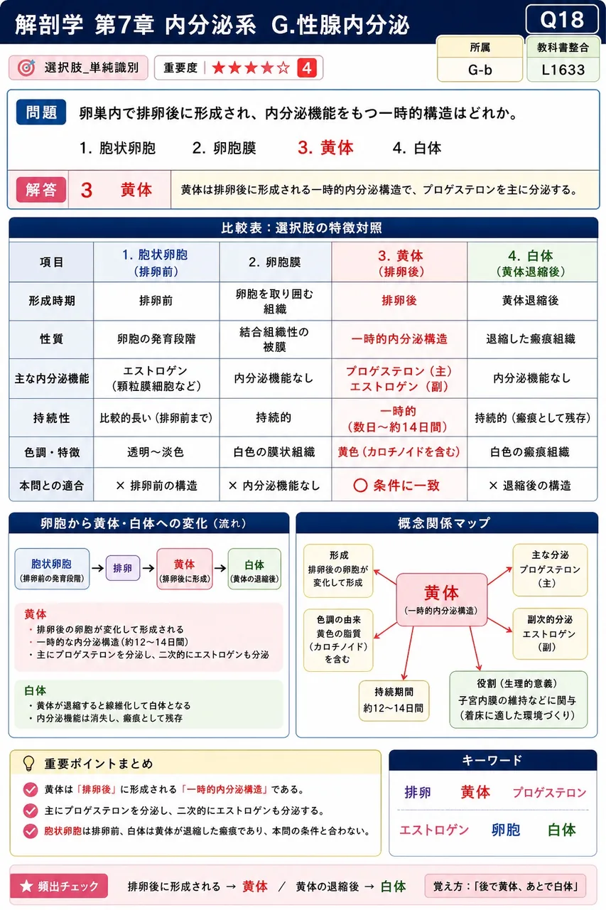 卵巣内で排卵後に形成され、内分泌機能をもつ一時的構造はどれか。 解説図