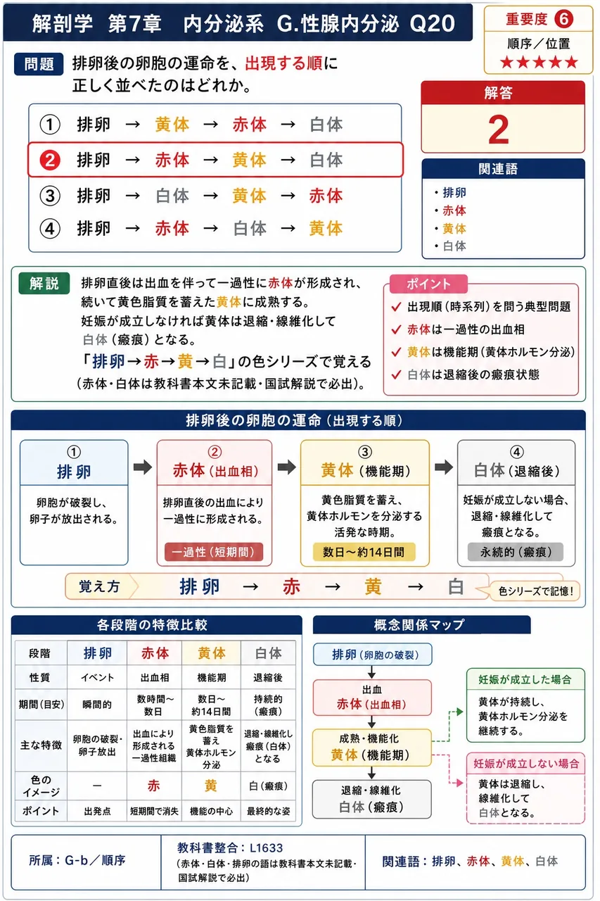 排卵後の卵胞の運命を、出現する順に正しく並べたのはどれか。 解説図