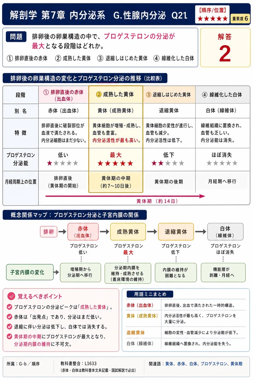 排卵後の卵巣構造の中で、プロゲステロンの分泌が最大となる段階はどれか。 解説図