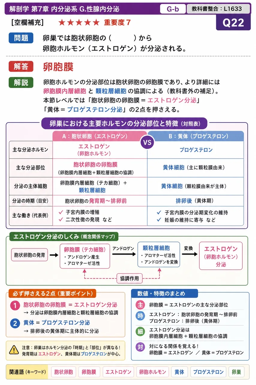 卵巣では胞状卵胞の（ ）から卵胞ホルモン（エストロゲン）が分泌される。 解説図