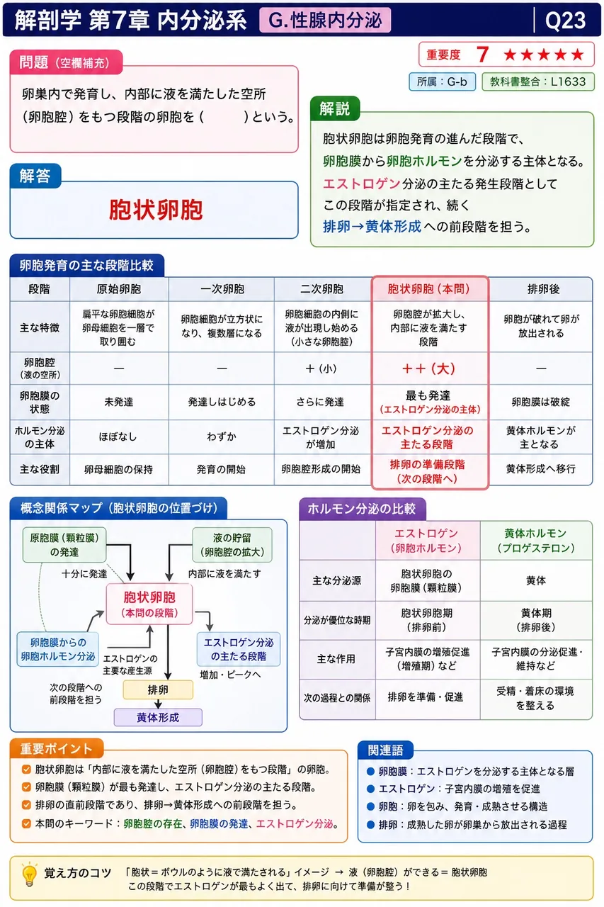 卵巣内で発育し、内部に液を満たした空所（卵胞腔）をもつ段階の卵胞を（ ）という。 解説図