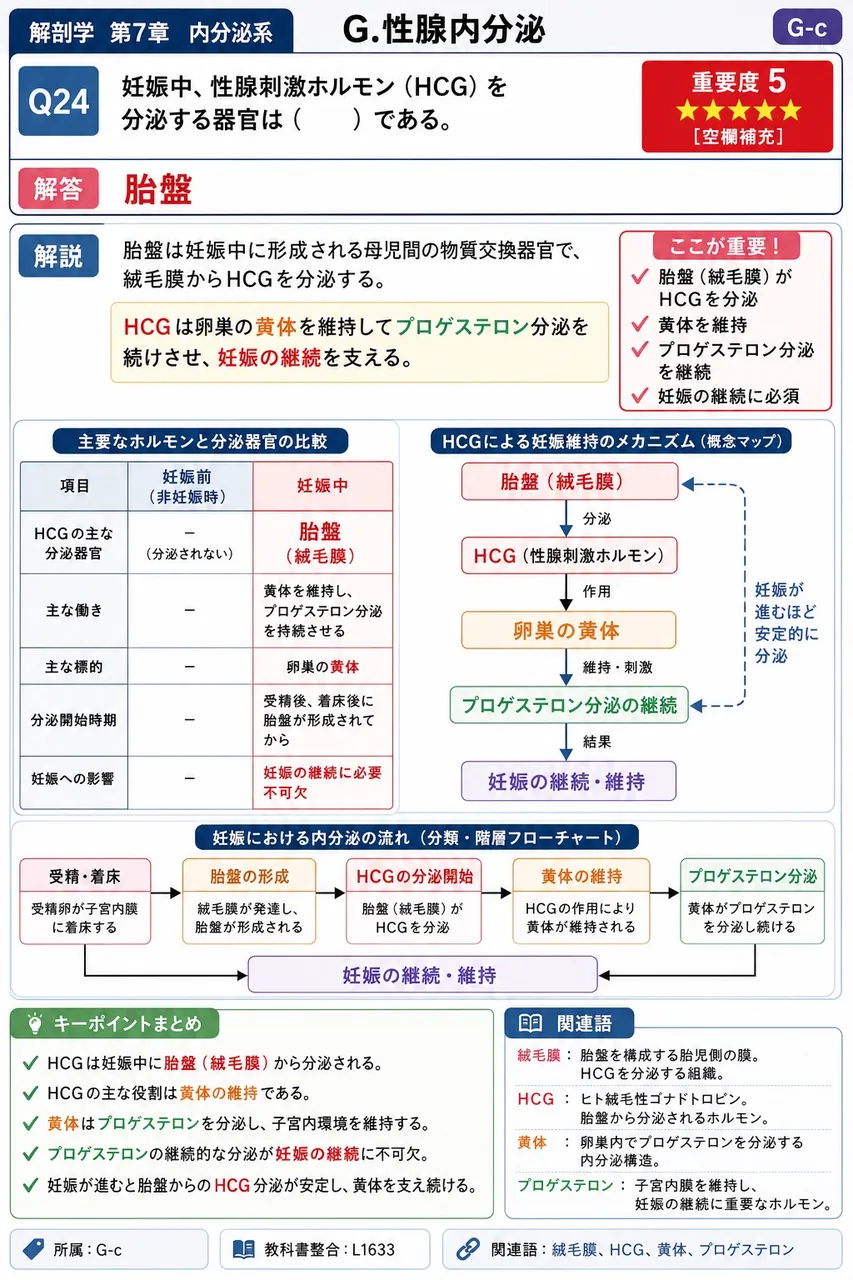 妊娠中、性腺刺激ホルモン（HCG）を分泌する器官は（ ）である。 解説図
