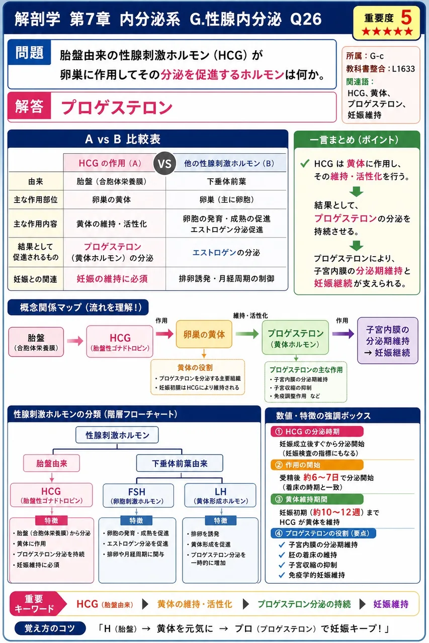 胎盤由来の性腺刺激ホルモン（HCG）が卵巣に作用してその分泌を促進するホルモンは何か。 解説図
