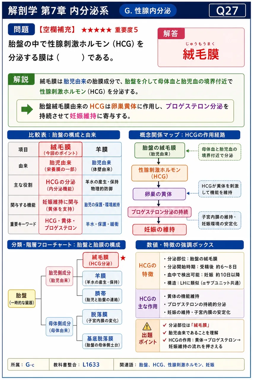 胎盤の中で性腺刺激ホルモン（HCG）を分泌する膜は（ ）である。 解説図