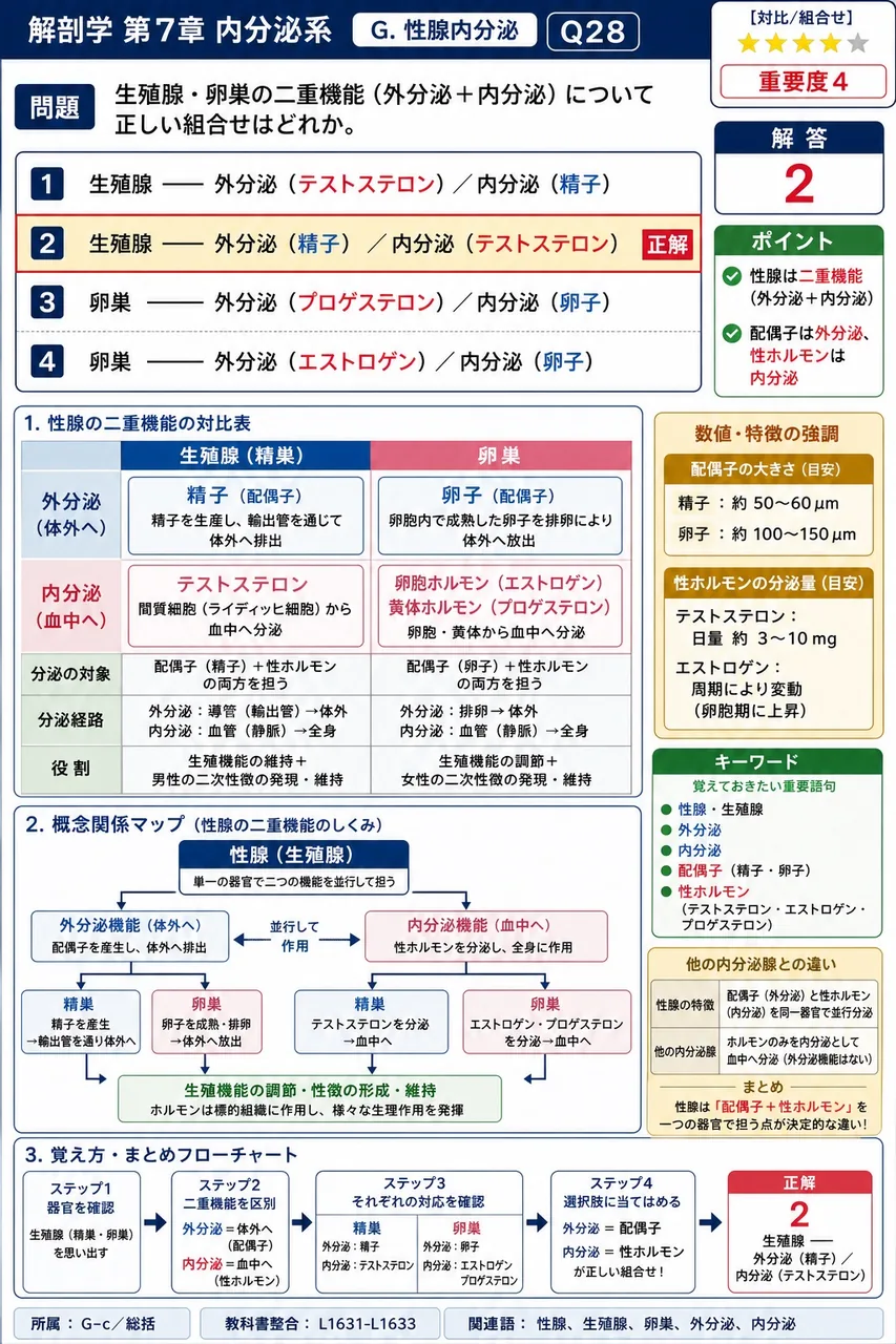 精巣・卵巣の二重機能（外分泌＋内分泌）について正しい組合せはどれか。 解説図