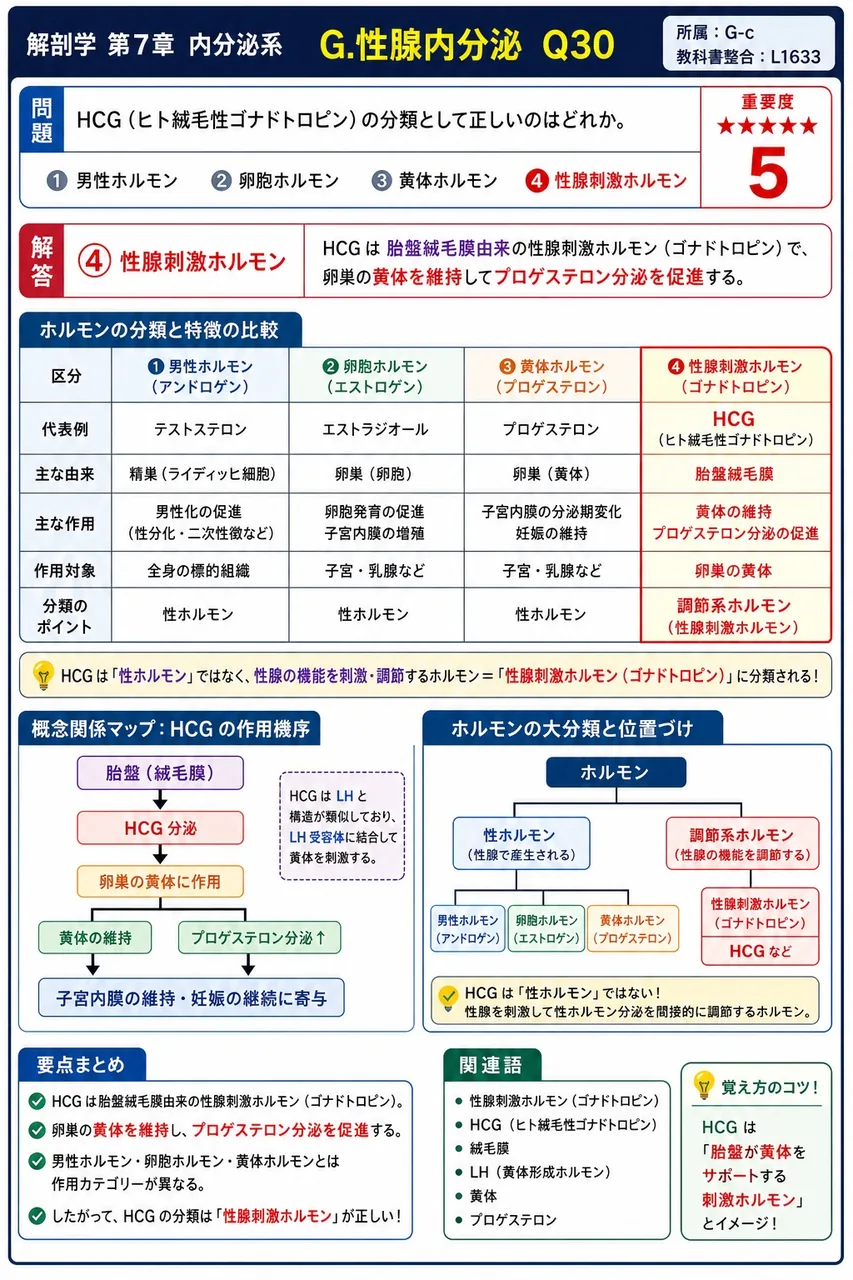 HCG（ヒト絨毛性ゴナドトロピン）の分類として正しいのはどれか。 解説図