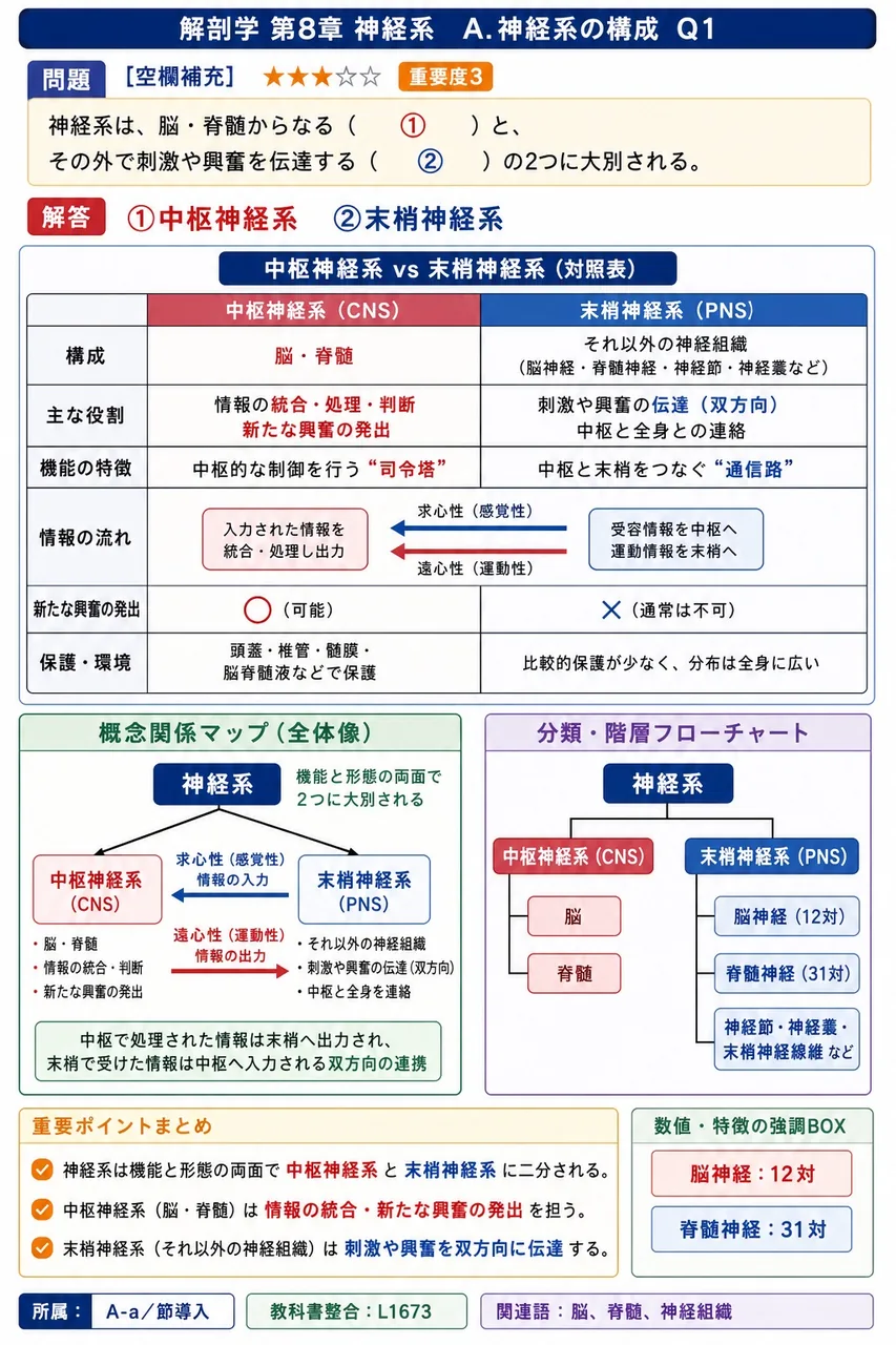 神経系は、脳・脊髄からなる（ ① ）と、その外で刺激や興奮を伝達する（ ② ）の2つに大別される。 解説図