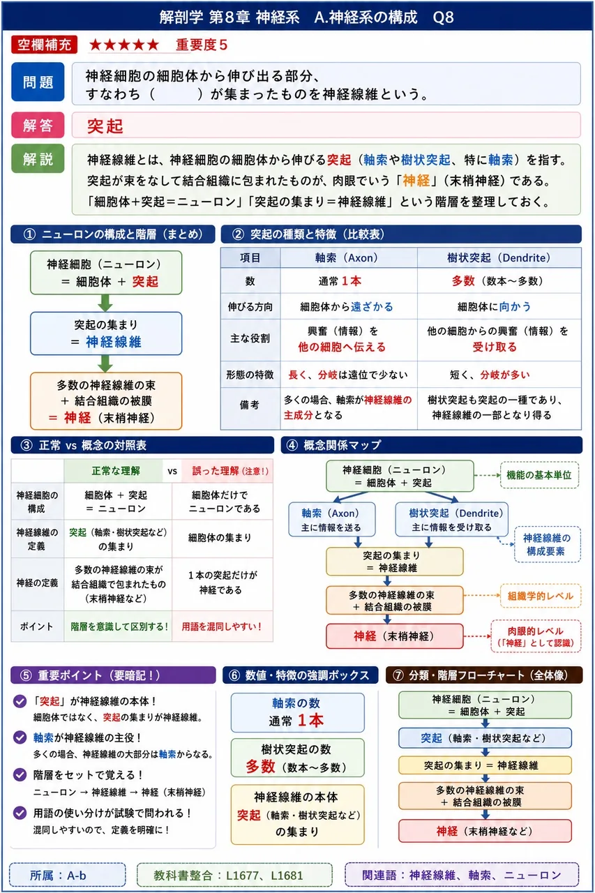 神経細胞の細胞体から伸び出る部分、すなわち（ ）が集まったものを神経線維という。 解説図