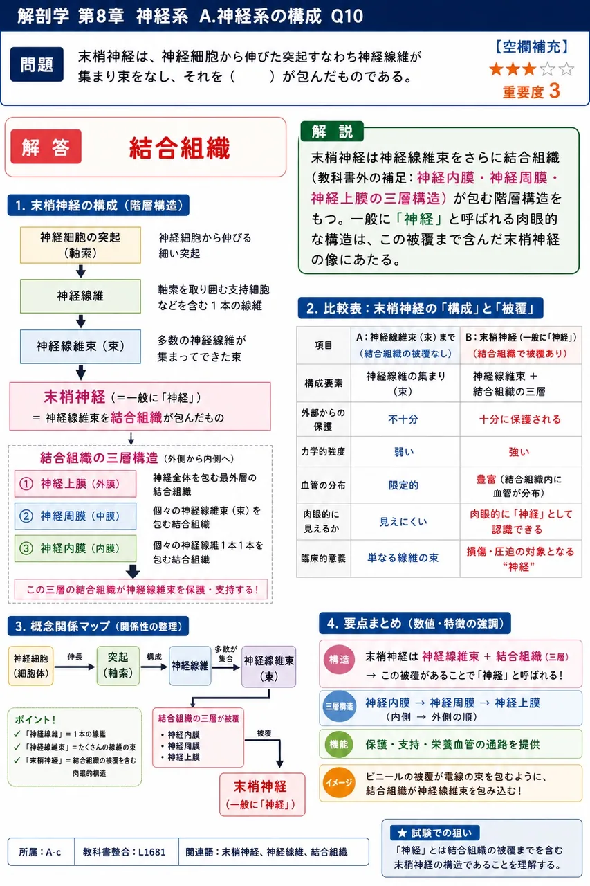 末梢神経は、神経細胞から伸びた突起すなわち神経線維が集まり束をなし、それを（ ）が包んだものである。 解説図