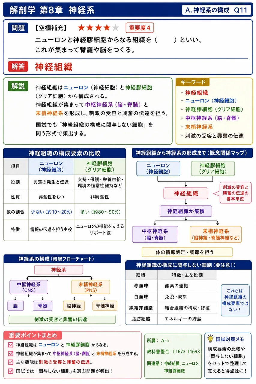 ニューロンと神経膠細胞からなる組織を（ ）といい、これが集まって脊髄や脳をつくる。 解説図