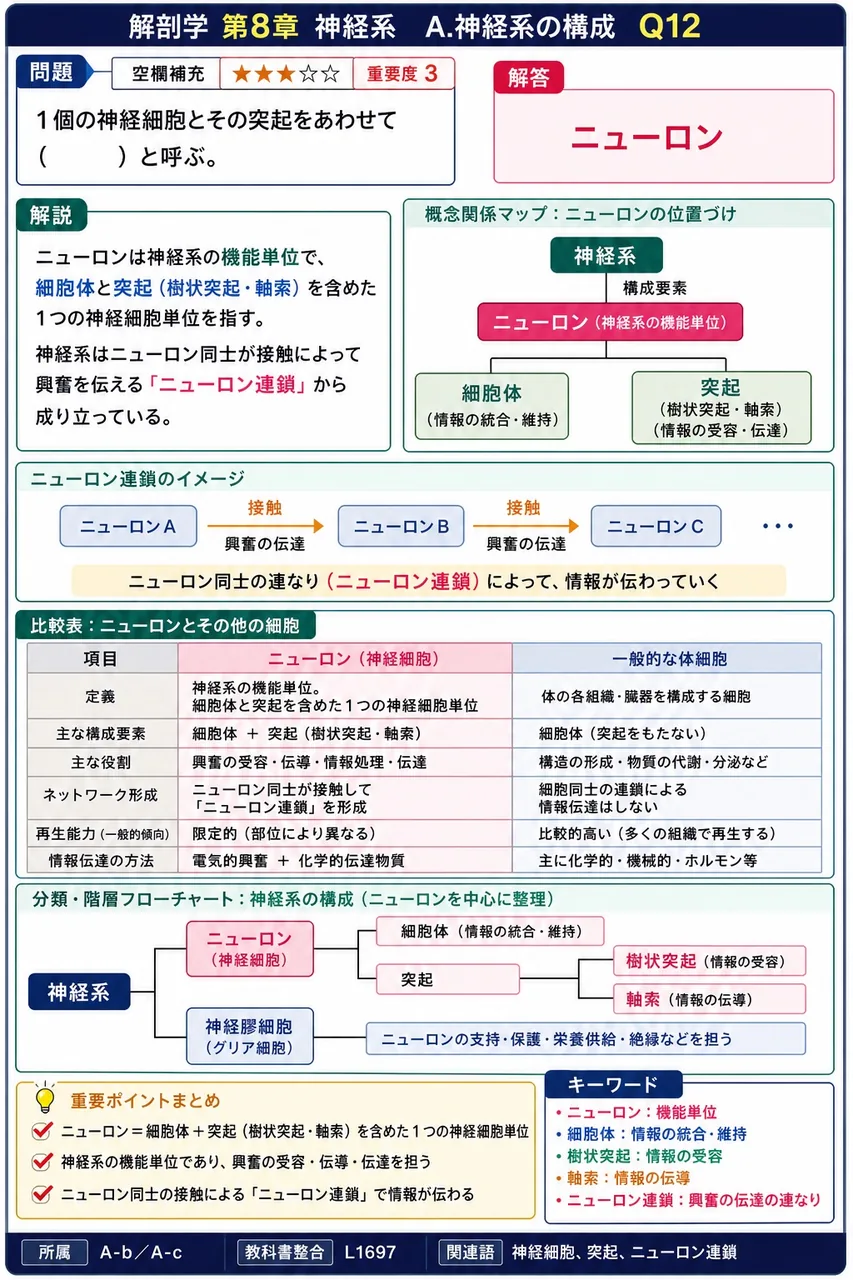 1個の神経細胞とその突起をあわせて（ ）と呼ぶ。 解説図