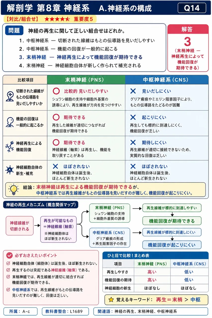 神経の再生に関して正しい組合せはどれか。 解説図