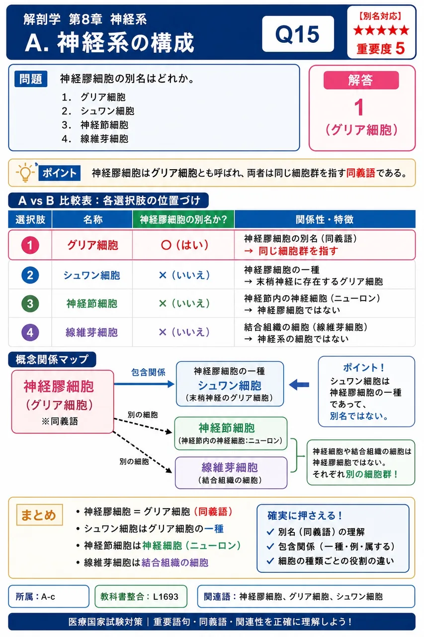 神経膠細胞の別名はどれか。 解説図