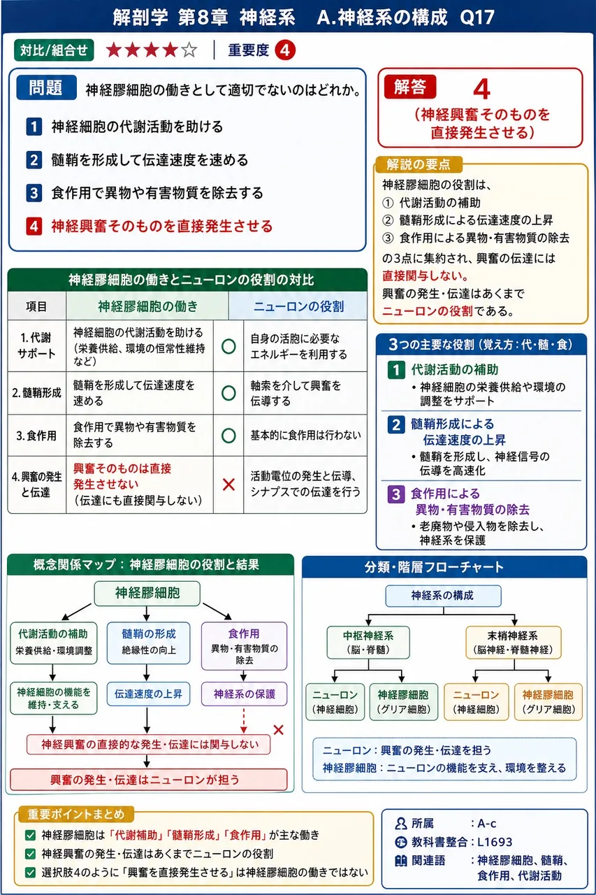 神経膠細胞の働きとして適切でないのはどれか。 解説図
