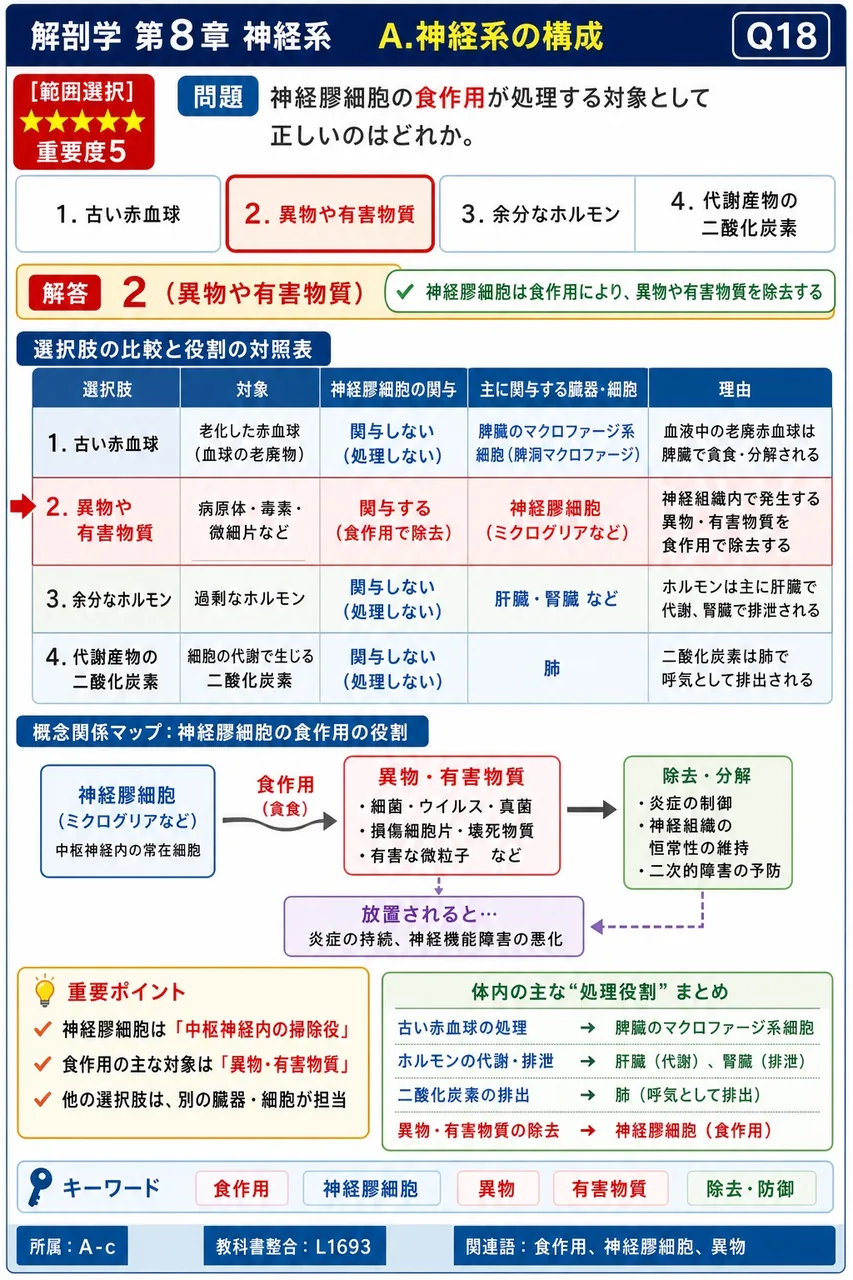 神経膠細胞の食作用が処理する対象として正しいのはどれか。 解説図