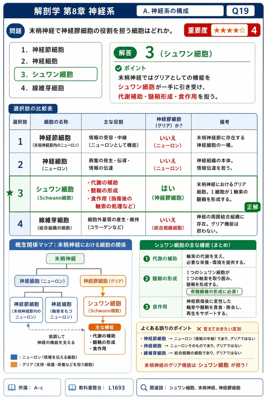 末梢神経で神経膠細胞の役割を担う細胞はどれか。 解説図