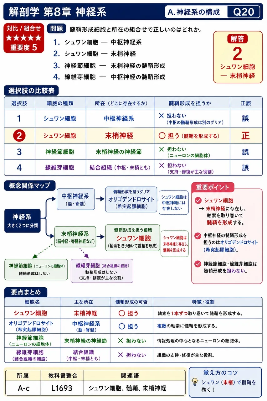 髄鞘形成細胞と所在の組合せで正しいのはどれか。 解説図