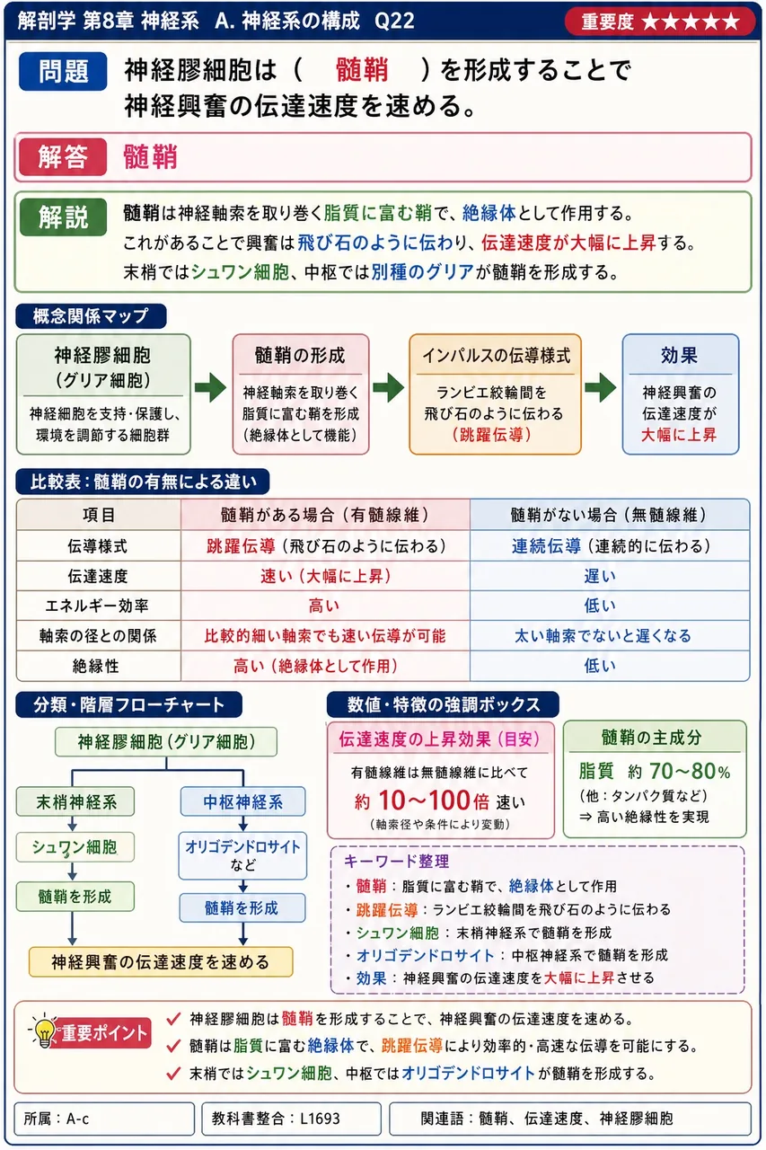 神経膠細胞は（ ）を形成することで神経興奮の伝達速度を速める。 解説図