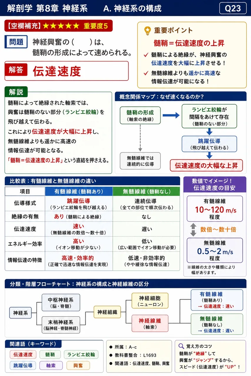 神経興奮の（ ）は、髄鞘の形成によって速められる。 解説図