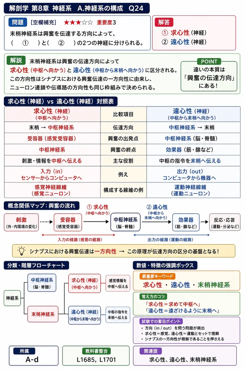 末梢神経系は興奮を伝達する方向によって、（ ① ）と（ ② ）の2つの神経に分けられる。 解説図