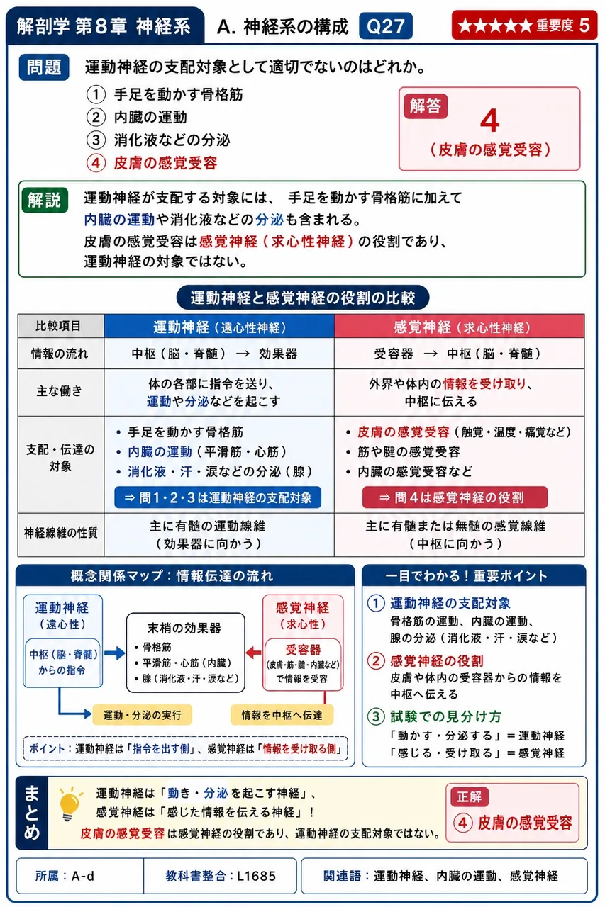 運動神経の支配対象として適切でないのはどれか。 解説図