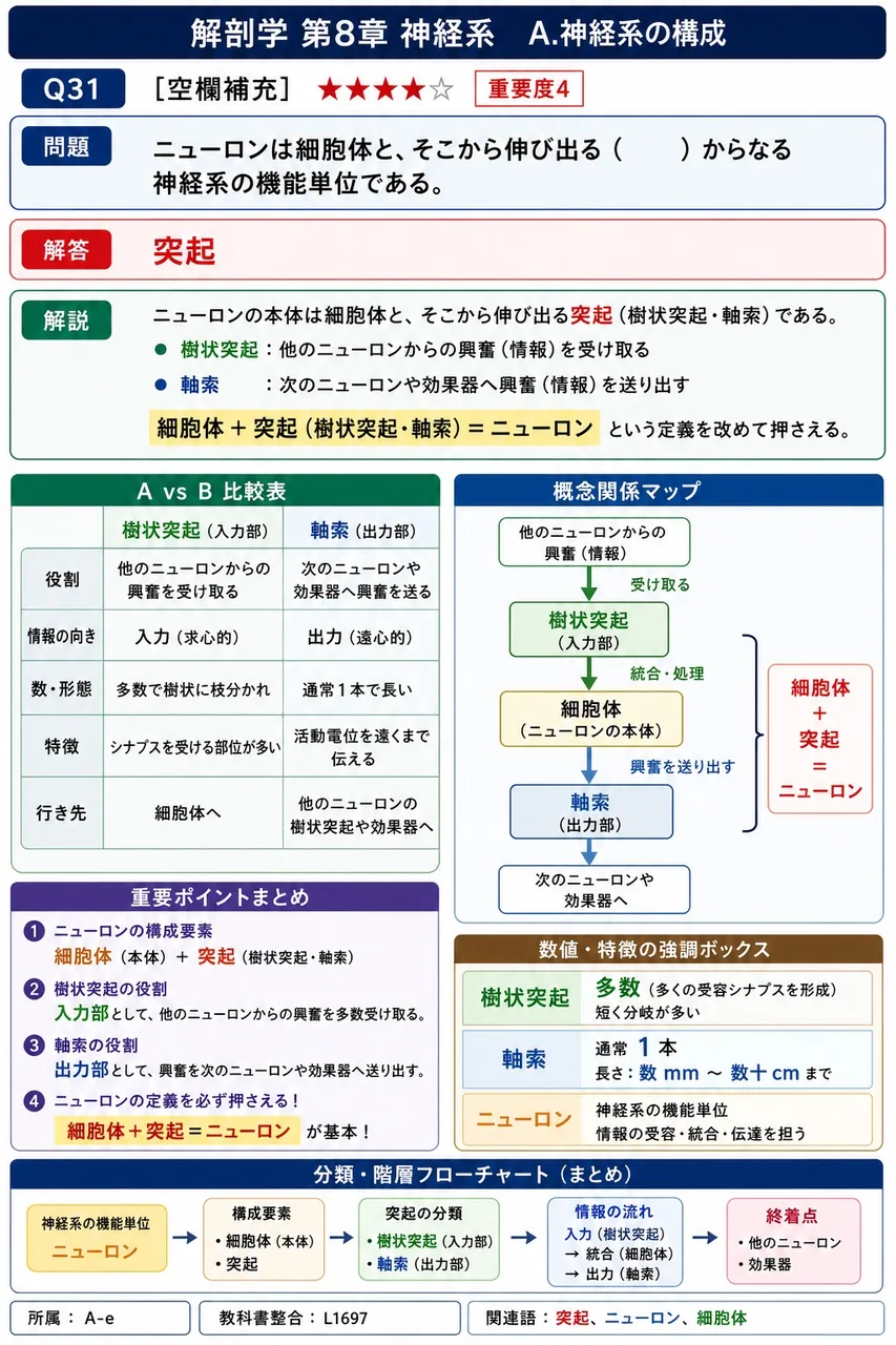 ニューロンは細胞体と、そこから伸び出る（ ）からなる神経系の機能単位である。 解説図