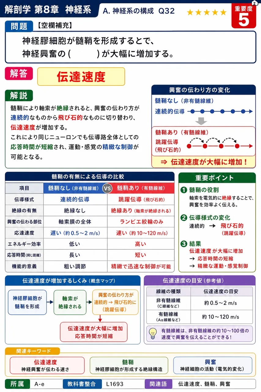 神経膠細胞が髄鞘を形成することで、神経興奮の（ ）が大幅に増加する。 解説図
