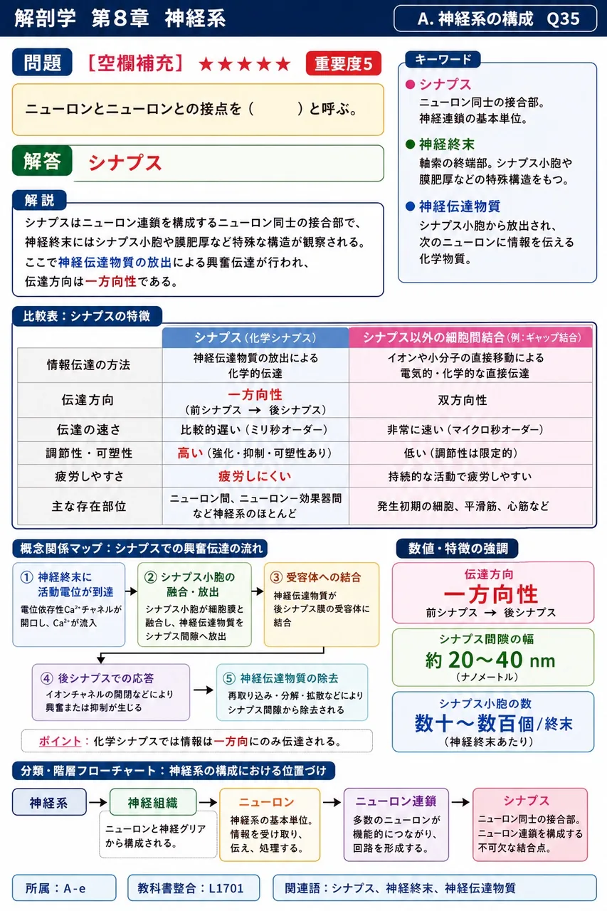 ニューロンとニューロンとの接点を（ ）と呼ぶ。 解説図