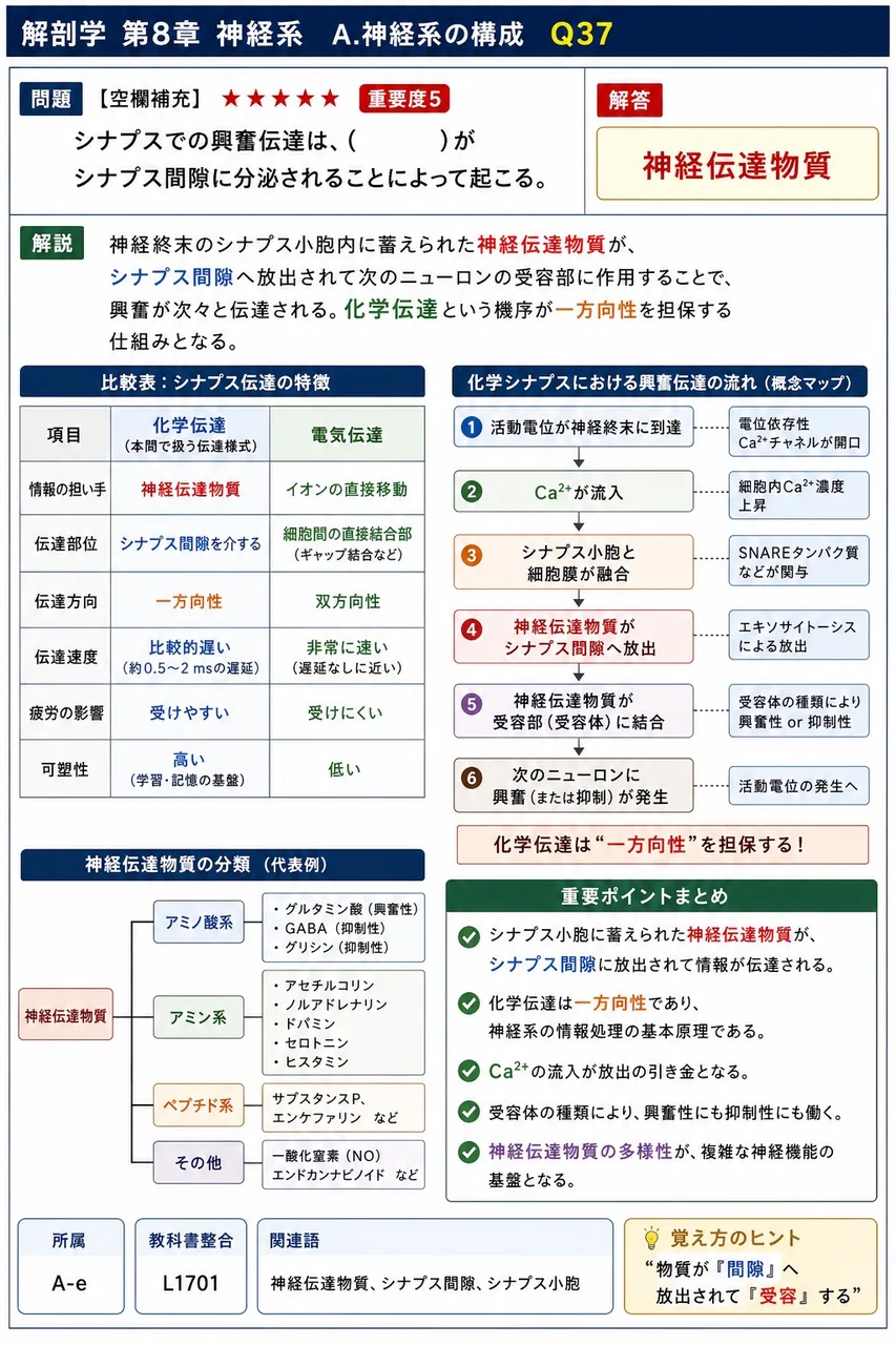 シナプスでの興奮伝達は、（ ）がシナプス間隙に分泌されることによって起こる。 解説図