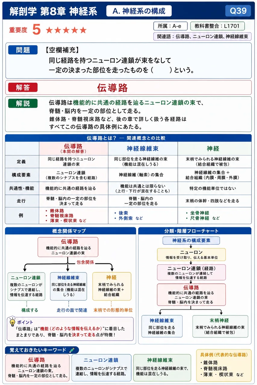 同じ経路を持つニューロン連鎖が束をなして一定の決まった部位を走ったものを（ ）という。 解説図